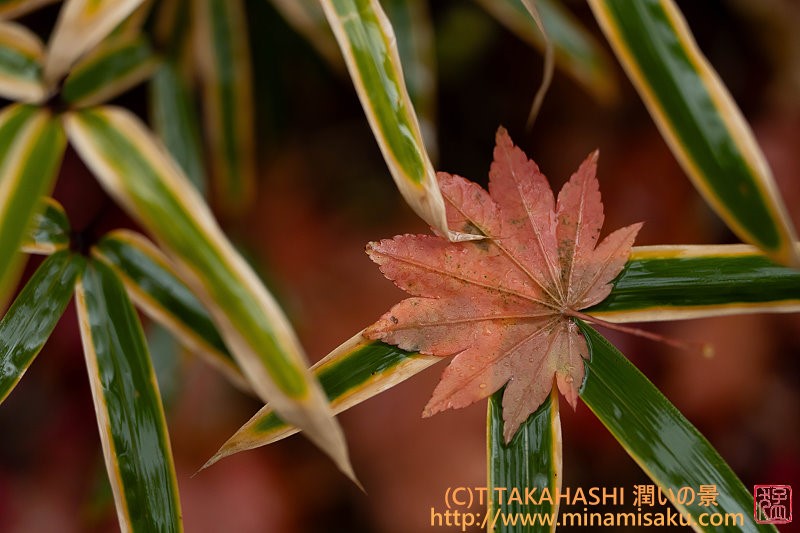 ../Images/7R251109 (96).jpg